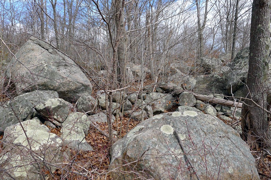 Photo of Dogtown