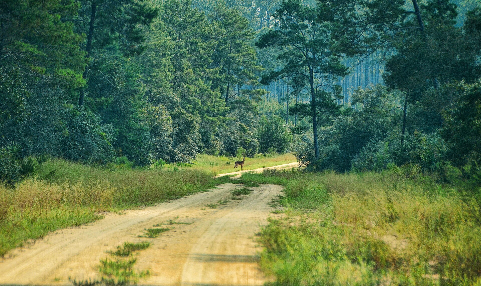Photo of Ocala National Forest